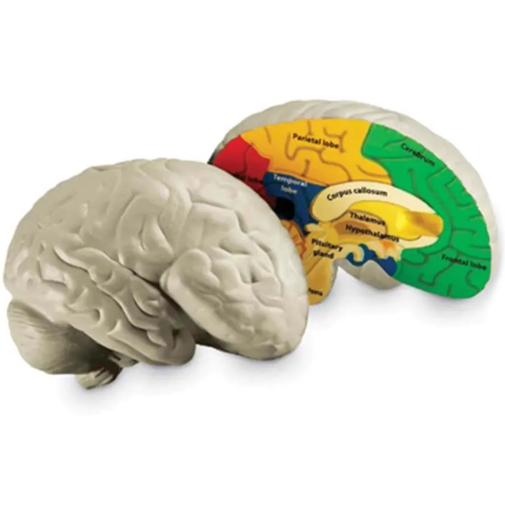 Cross-Section Brain Model