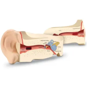 Cross-Section Human Ear Model