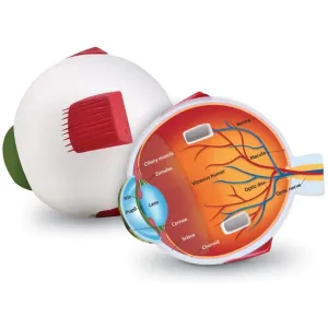 Cross-Section Human Eye Model