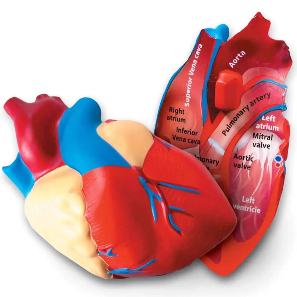 Cross-Section Human Heart Model