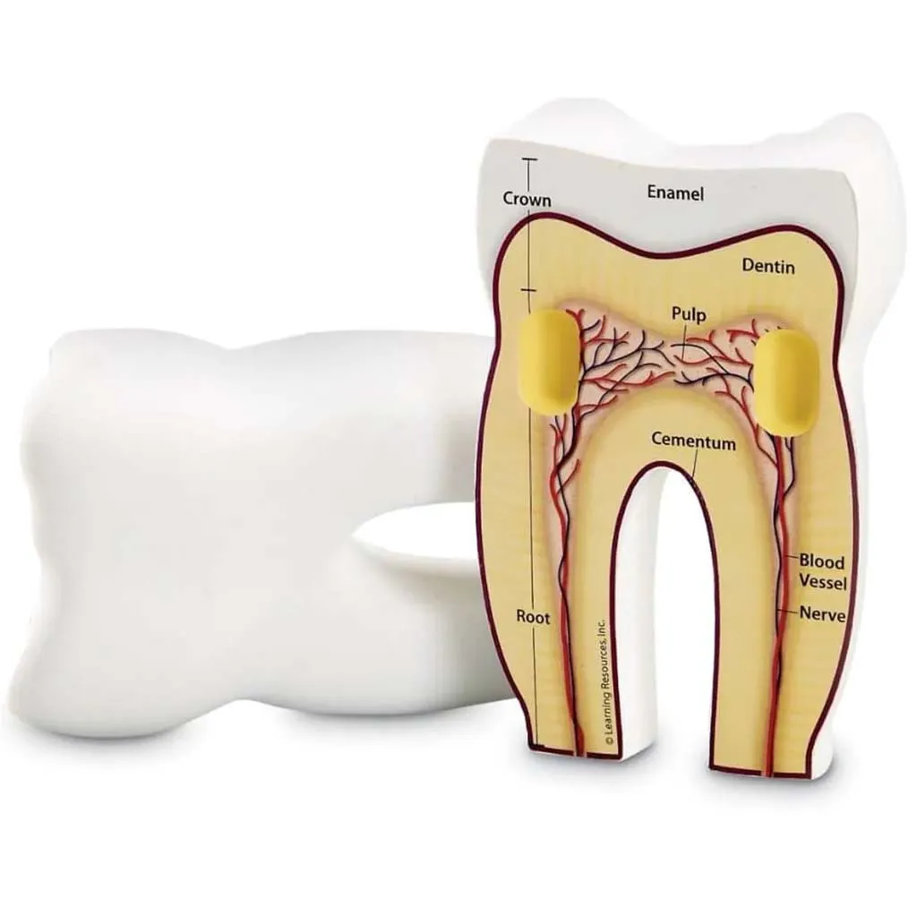 Cross-Section Tooth Model