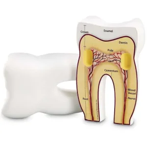 Cross-Section Tooth Model