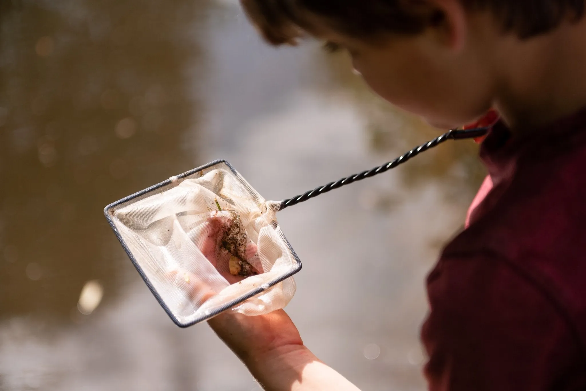 Den Kit Entomology Kit