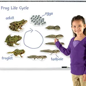 Giant Magnetic Frog Life Cycle