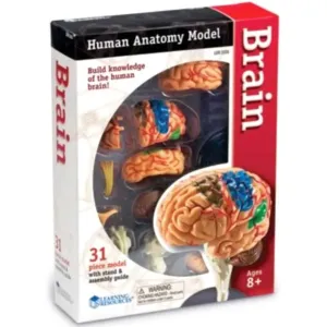 Human Anatomy Model Brain